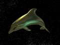 Dolphin In Space (eh?)